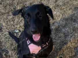 Labrador x border collie
