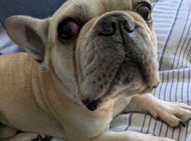 French Bulldog