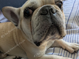 Male French Bulldog