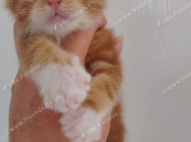 Gorgeous kittens don't miss  out