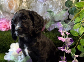 Kc cocker spaniels boys only 17 dna health tested
