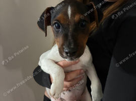 Beautiful Jack Russel Puppies