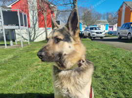 German shepherd for stud