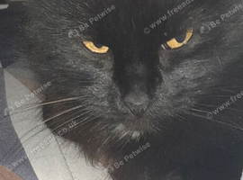 Longhaired 6 year old cat