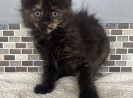 2 timid girls need loving home together price is for both together