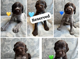 Kc reg german wirehaired pointer puppies for sale