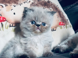 Persian kitten