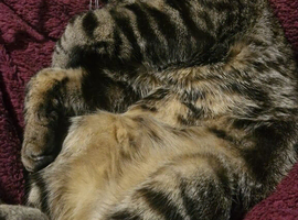 Home needed urgent