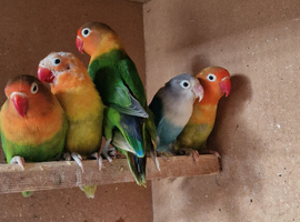 Nice pair of love birds & budgies collection only
