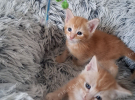 Beautiful Mainecoon cross kittens