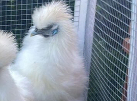 Meredith the cockerel