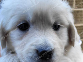 Snowy white retriever puppies