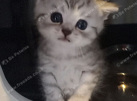 Stunning Male Chinchilla Persian Cross - Ready 28/09/26