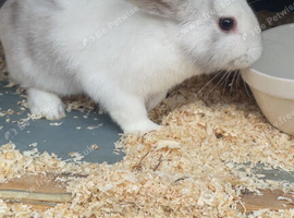Little boy rabbit