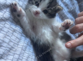 Kittens ready 4 wks