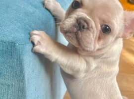 :French Bull Dog Puppies