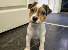 Stunning jackrussell bitch pup