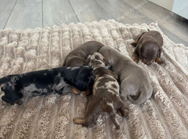 Miniature daschund pups