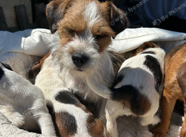 Jack Russell&rsquo;s