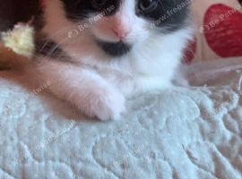 Two kittens
