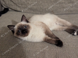 Beautiful ragdoll