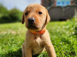 Quality Fox Red KC Labradors