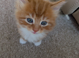 4 gorgeous kittens available