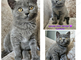 British blue shorthairs LAST 3 LEFT