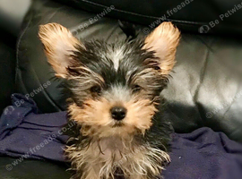 Miniature Yorkshire terrier