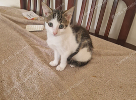 Kitten for sale