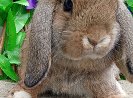 Mini lop