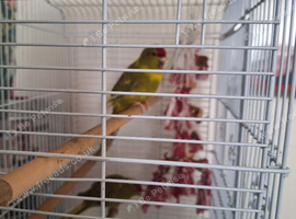 Green kakarikis