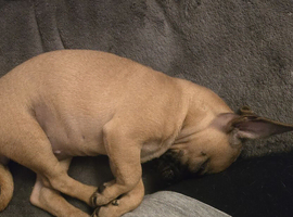 2 chihuahua x French bull dog