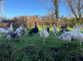 Peafowl for sale
