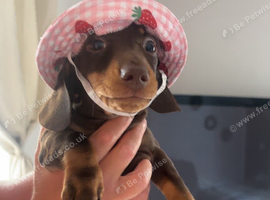 Beautiful short haired  miniature dachshunds