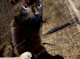 Male black kitten