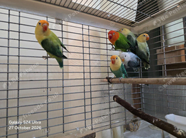 Fishers lovebirds