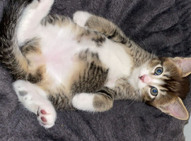i have 2 kittens 1 boy 1 girl