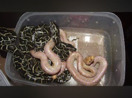 42 Burmese pythons