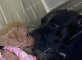 Cane corso x staffy girl