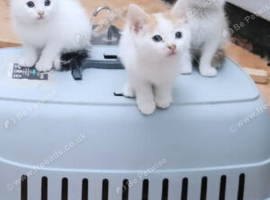 Gorgeous kittens available