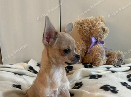 Tiny Chihuahua Boy