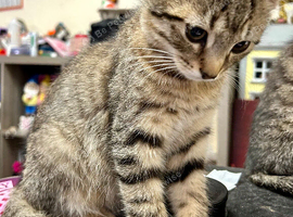 Playful, loving kittens for sale