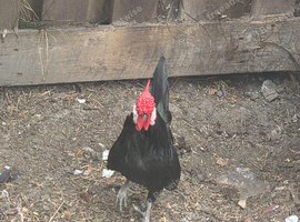 Black Minorca Bantam