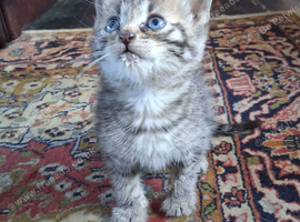 Bengal x manx