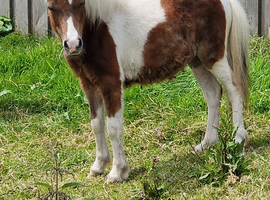 Miniature horse