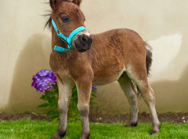 Shetland colt foal