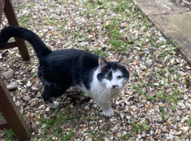 Black & White Male Cat (Oreo) 2 Yrs
