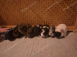 Lunkarya x Abyssinian guinea pigs