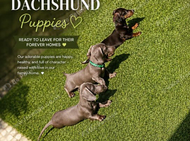 REDUCED!!! Pra clear! Miniature Dachshund ready to leave ♡